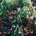 Snowdrops