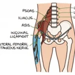 Diagram of the pelvis