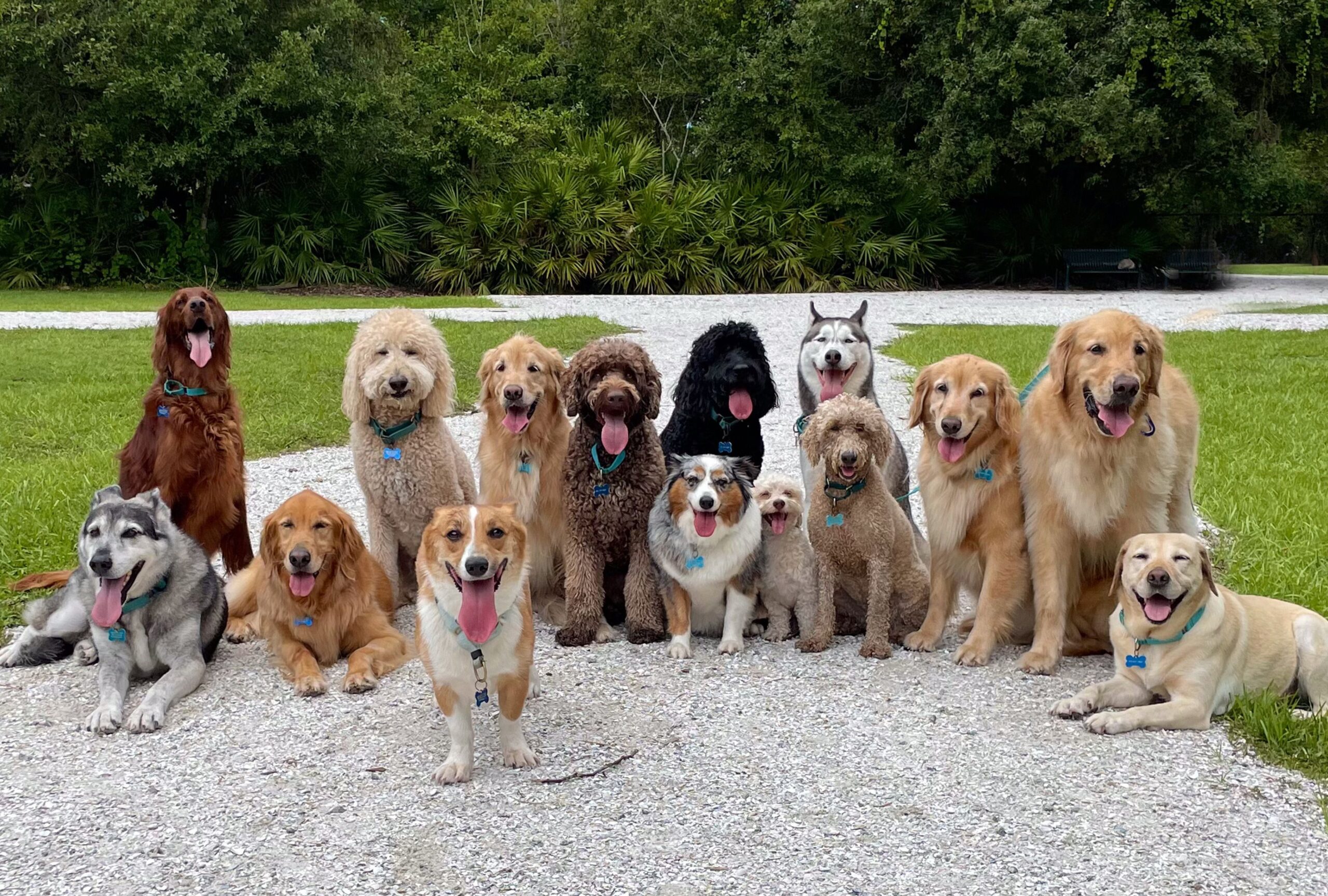 spruce pets 200 types of dogs 45a7bd12aacf458cb2e77b841c41abe7 scaled