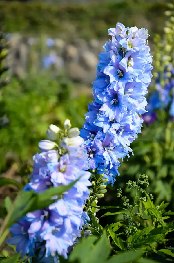 Greenfingers… the Alan Titchmarsh Column 3 Blue delphiniums