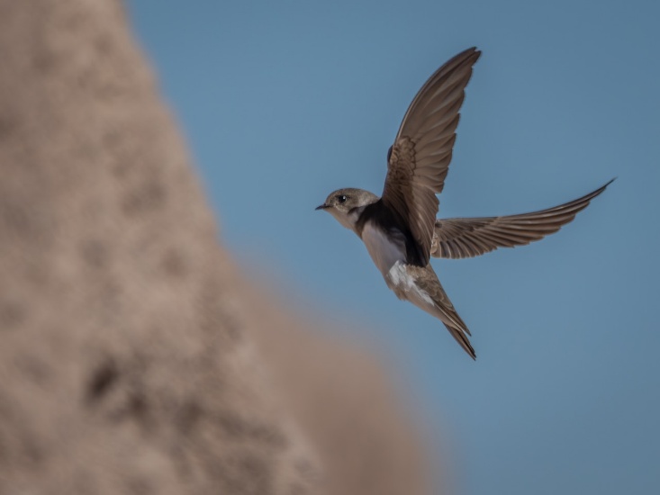 A Home for Sand Martins at Mountsorrel Quarry 2 image